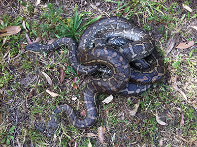 Carpet Pythons mating