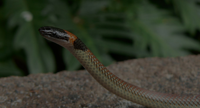 red-naped snake