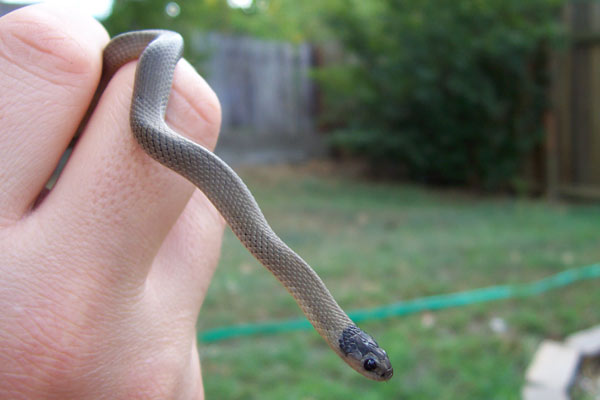 Grey Snake
