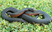 Red-bellied Black snake