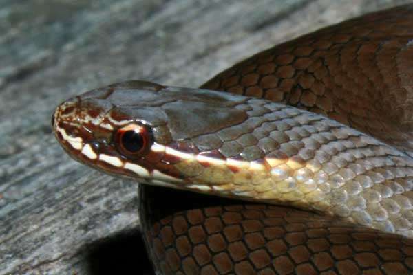 Marsh Snake