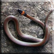 Red Naped Snake