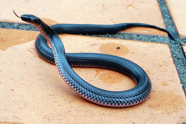 Small-eyed Snake in defensive posture