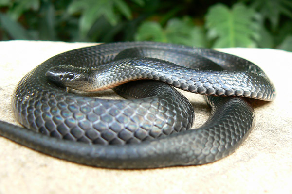 Small-eyed Snake