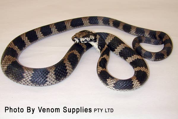 Stephen's Banded Snake