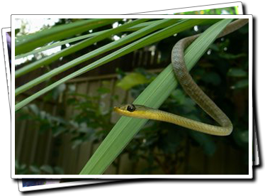 common tree snake