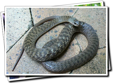 ... venomous other common names freshwater snake water 