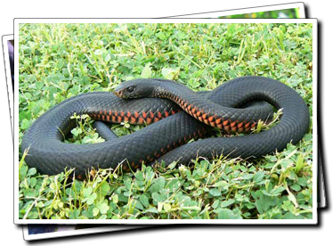 Red-bellied black snake