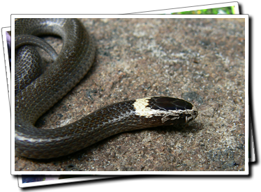 White-crowned snake
